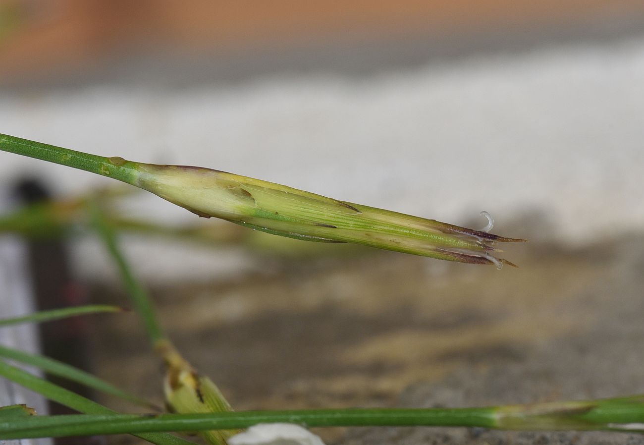 Image of Dianthus cretaceus specimen.