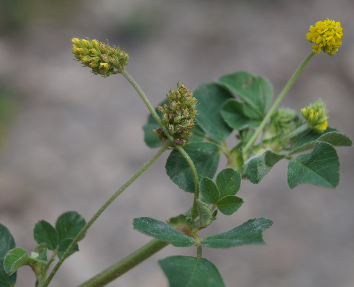 Изображение особи Medicago lupulina.