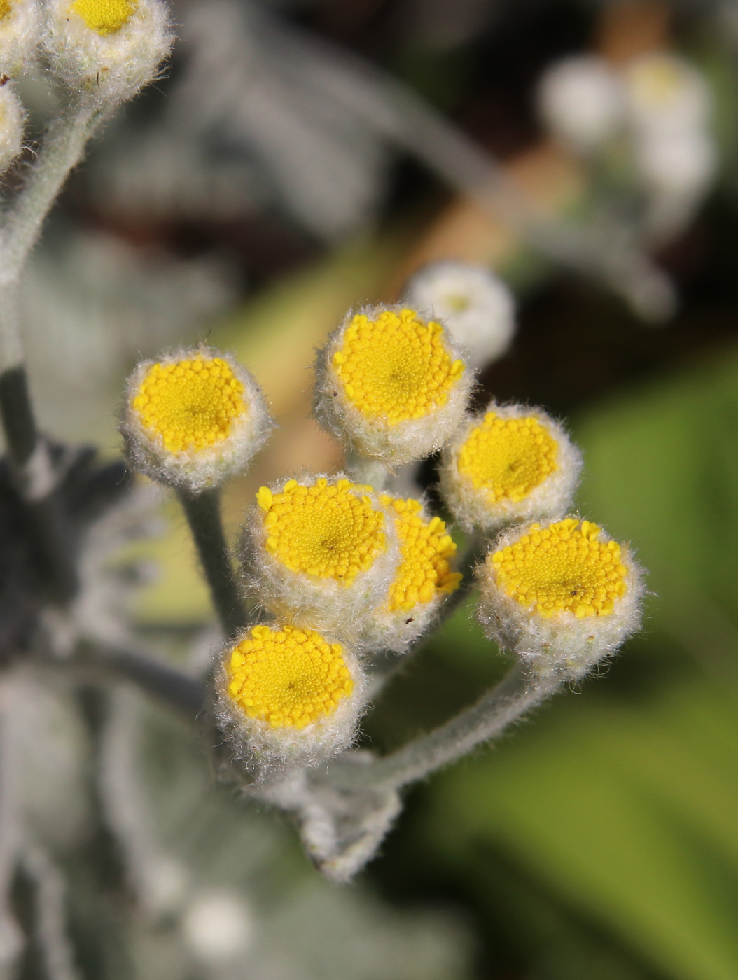 Изображение особи Tanacetum haradjanii.