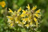 Pedicularis condensata. Соцветия. Республика Северная Осетия-Алания, Ирафский р-н, Большой Кавказ, хр. Чирх, левый борт ущелья Бартуидон, восточный склон хребта под перевалом Авсанау, ≈ 2970 м н.у.м., альпийский луг. 11.07.2021.