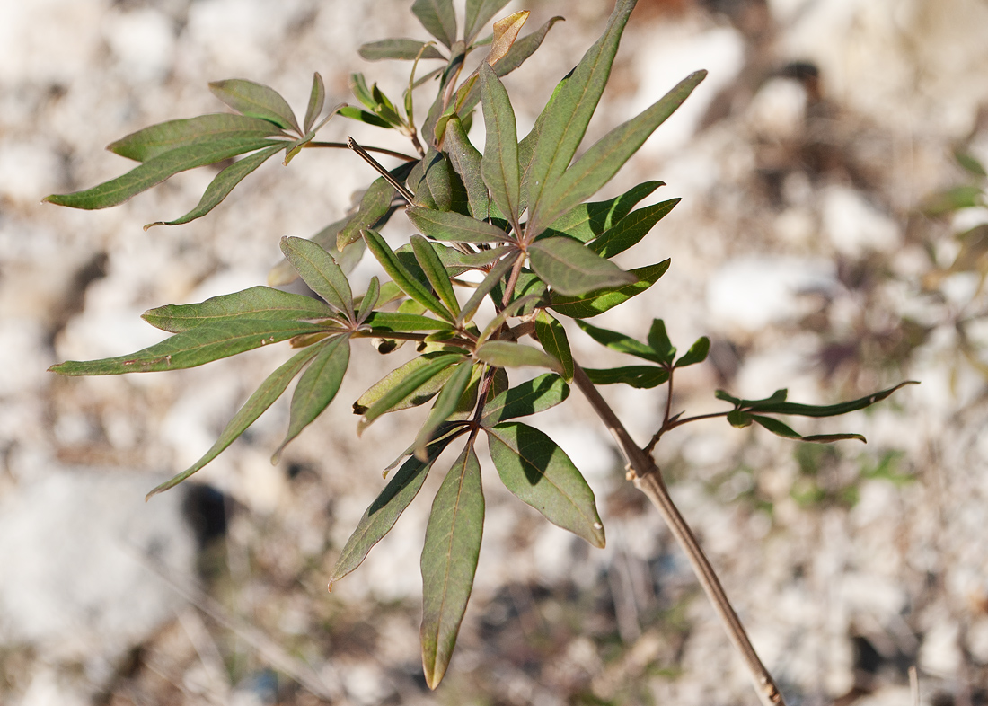 Изображение особи Vitex agnus-castus.