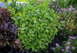 Jasminum sambac. Цветущее растение. Египет, мухафаза Кена, г. Луксор, в культуре. 06.05.2023.