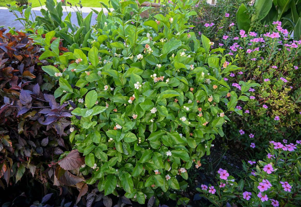 Image of Jasminum sambac specimen.