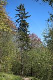Picea abies. Старое дерево в лещиново-кленовом лесу. Санкт-Петербург, Дудергофские высоты, склон южной экспозиции. 12.05.2023.