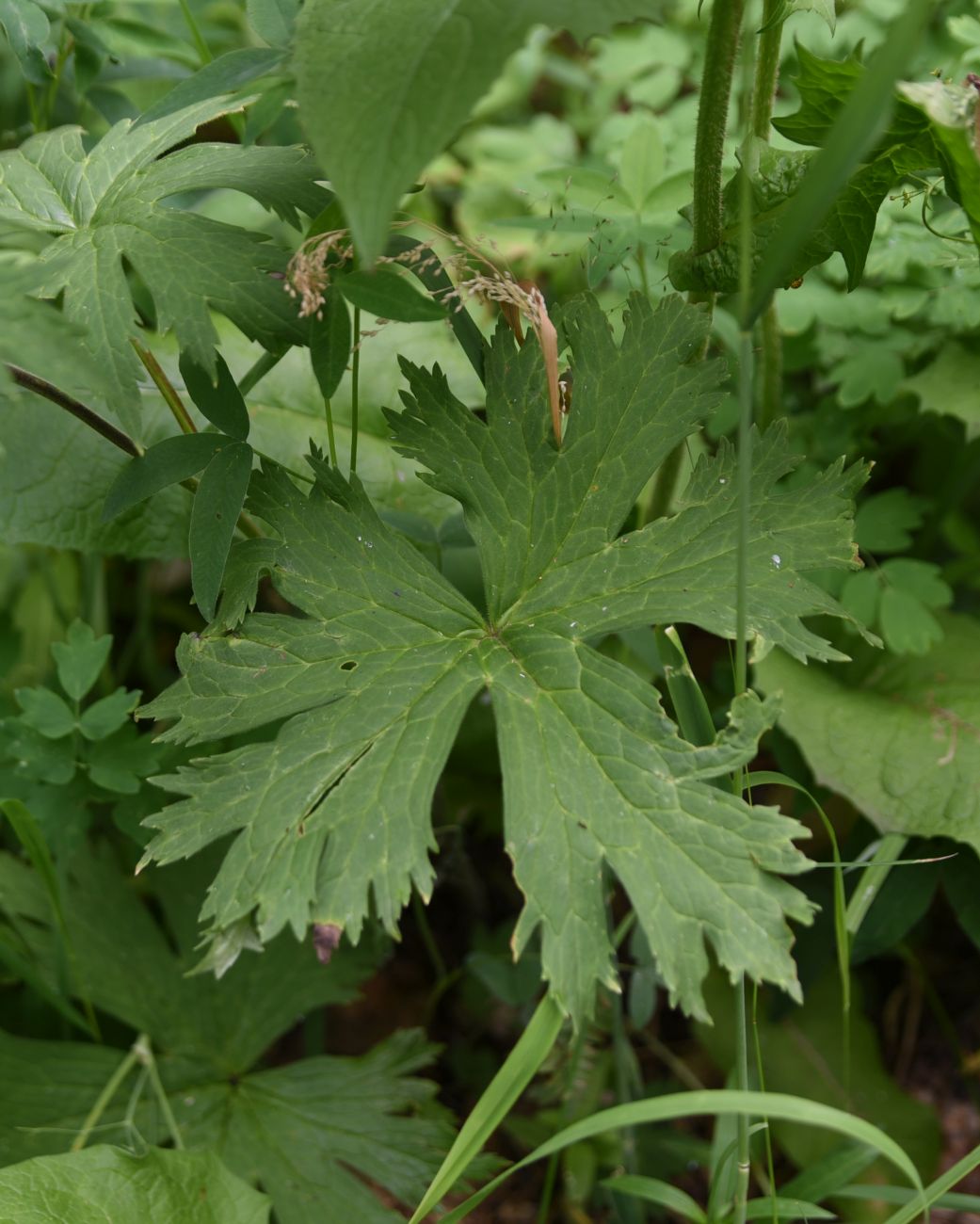 Image of Aconitum septentrionale specimen.