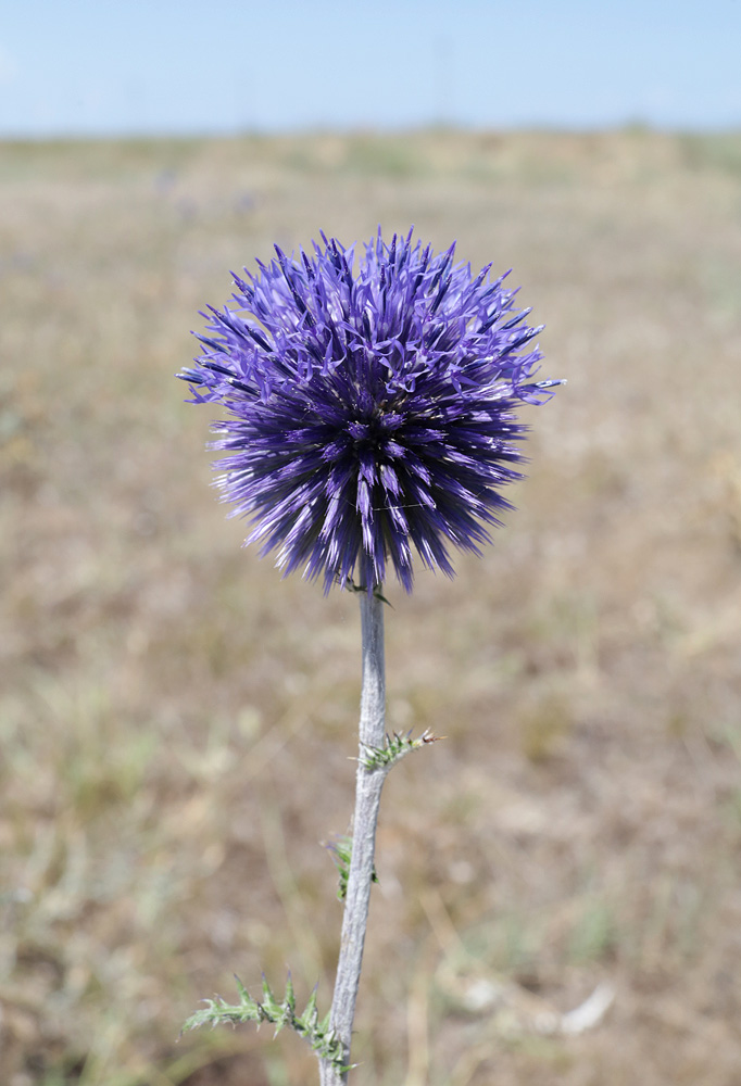 Image of Echinops ruthenicus specimen.