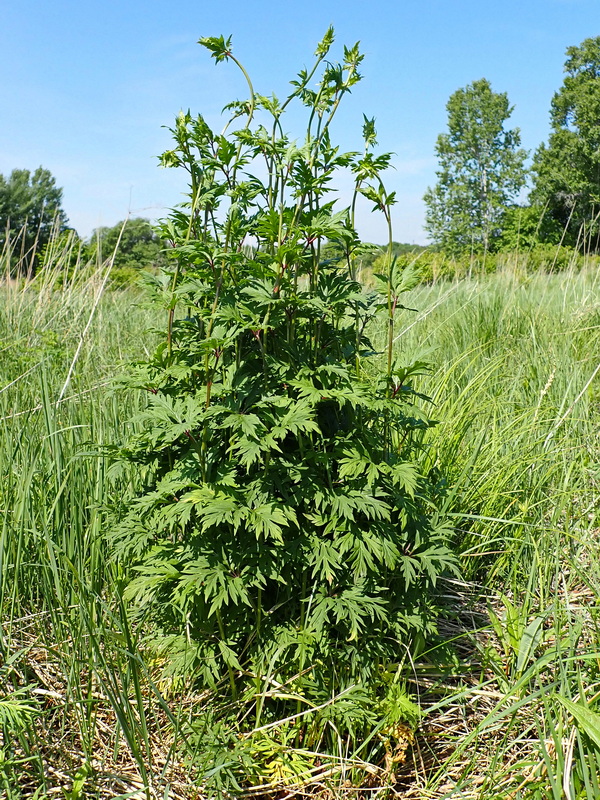 Изображение особи Aconitum sczukinii.