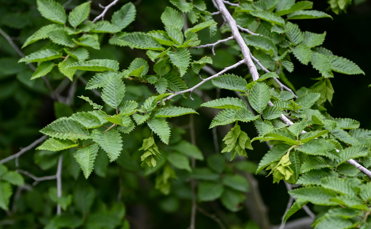 Изображение особи Carpinus orientalis.