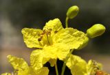 Parkinsonia aculeata. Цветок. Объединённые Арабские Эмираты, эмират Дубай, окр. пляжа Al Mamzar, озеленение. 04.05.2023.