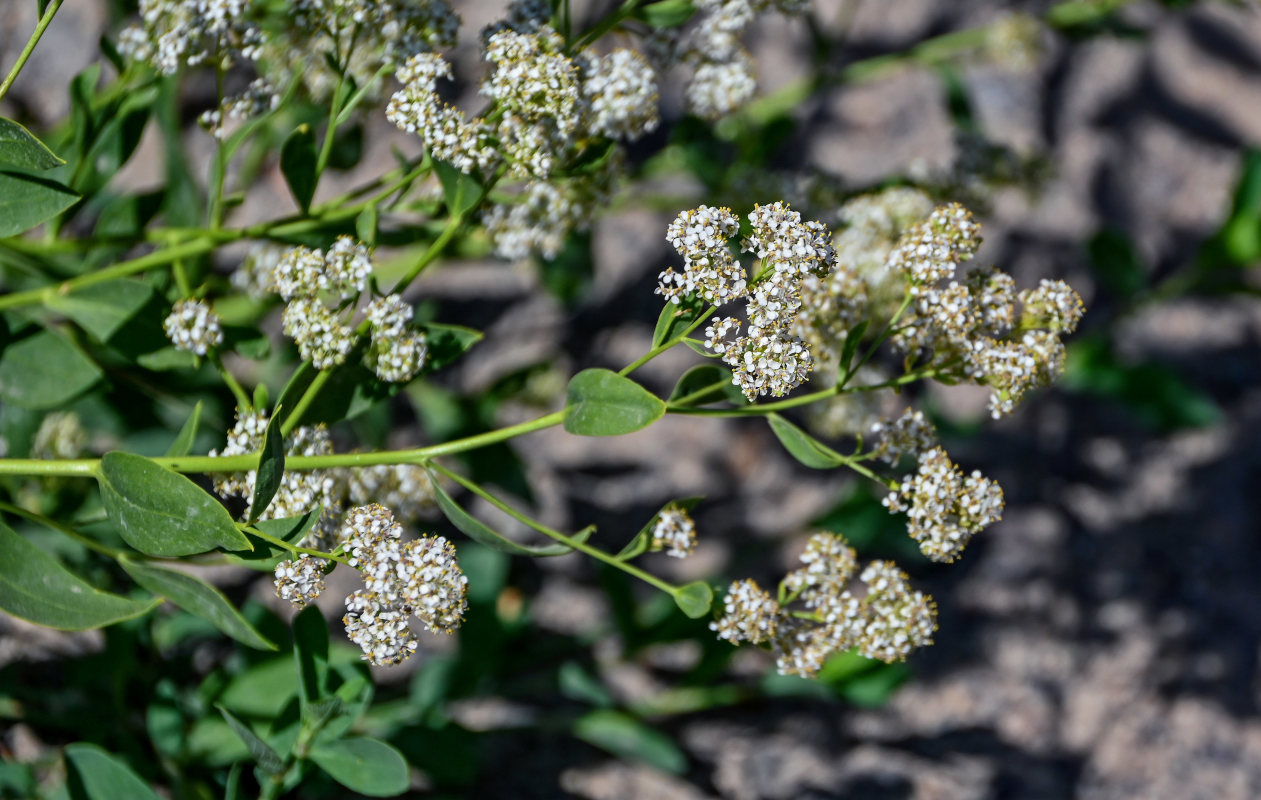 Изображение особи Lepidium latifolium.