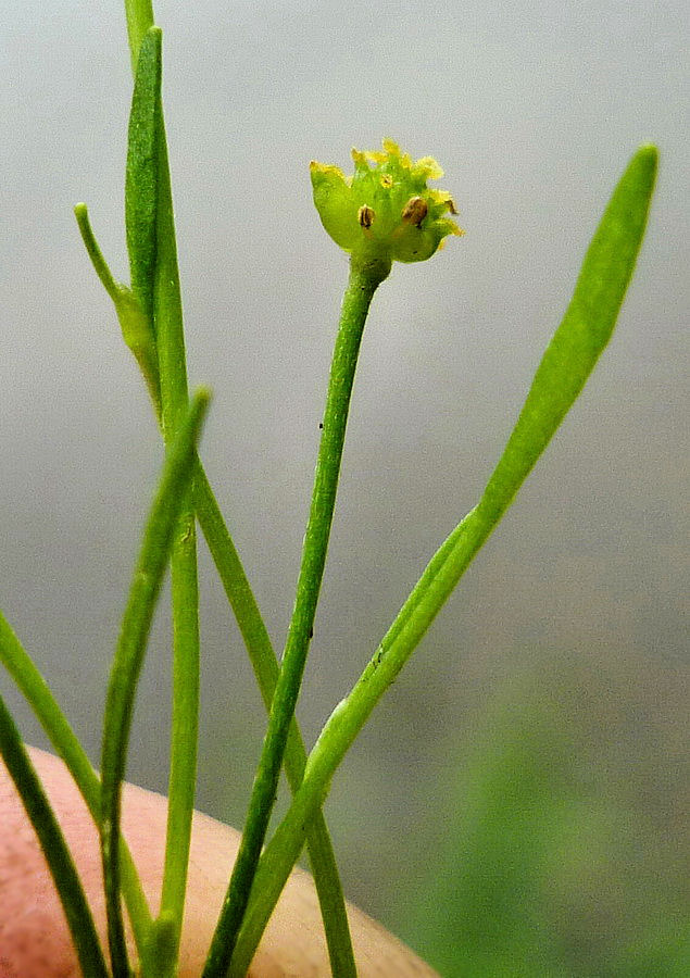 Изображение особи Ranunculus reptans.