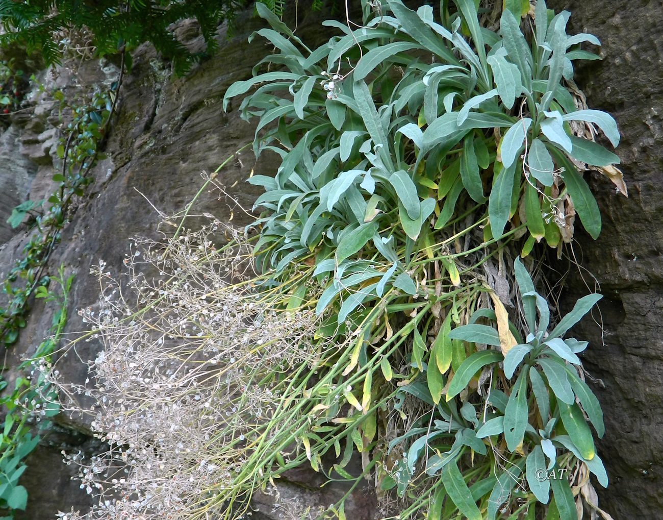 Изображение особи Aurinia saxatilis.