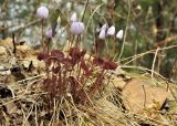 View full-size image Plagiorhegma dubium