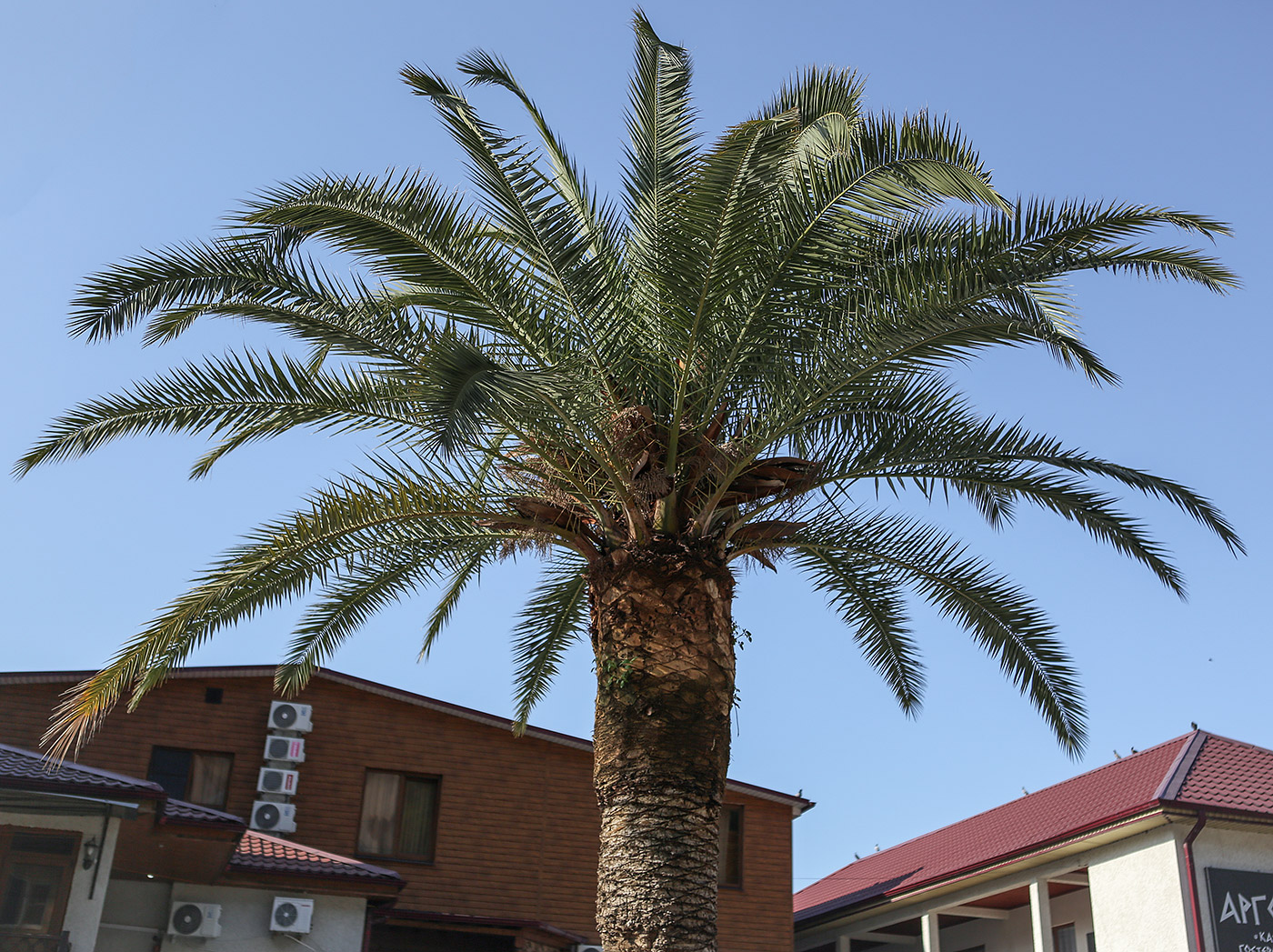 Изображение особи Phoenix canariensis.