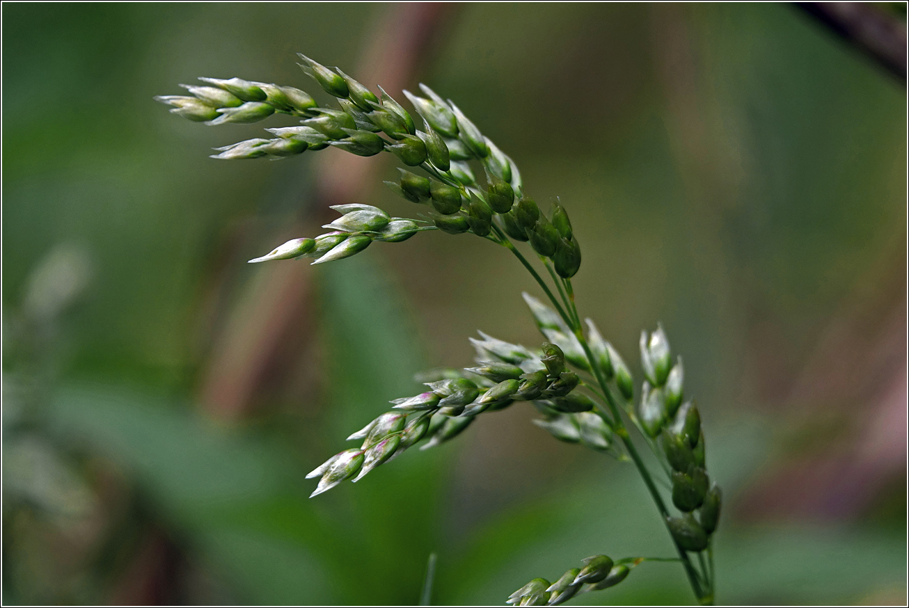 Image of Hierochloe odorata specimen.