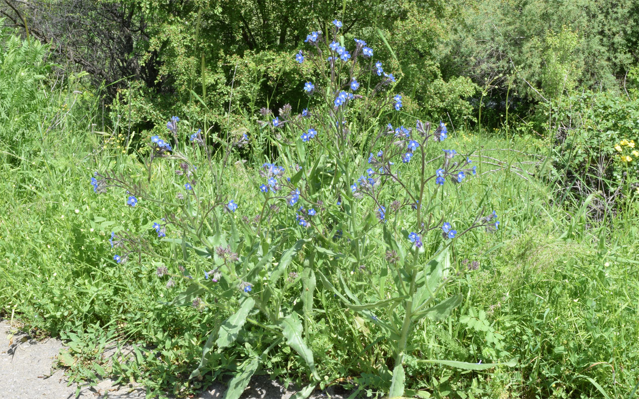 Image of Anchusa azurea specimen.