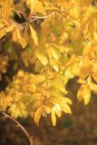 Punica granatum. Ветвь с листвой в осенней окраске. Краснодарский край, Черноморское побережье Кавказа, г. Новороссийск, в культуре. 1 ноября 2021 г.