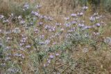 Astragalus arbuscula