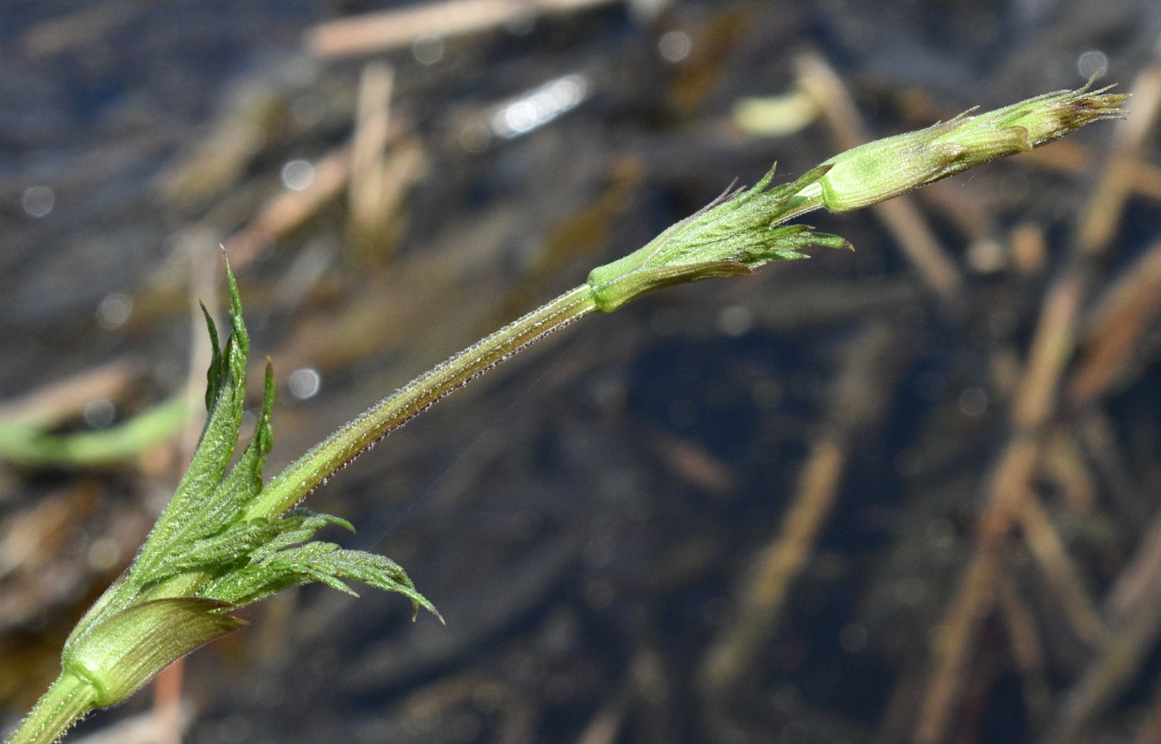 Image of Humulus lupulus specimen.