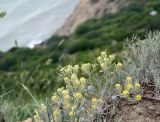 Odontarrhena obtusifolia