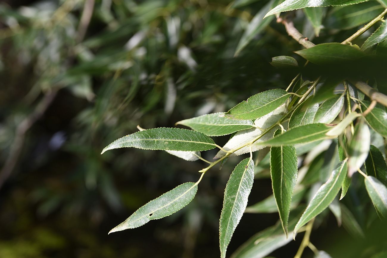 Image of genus Salix specimen.