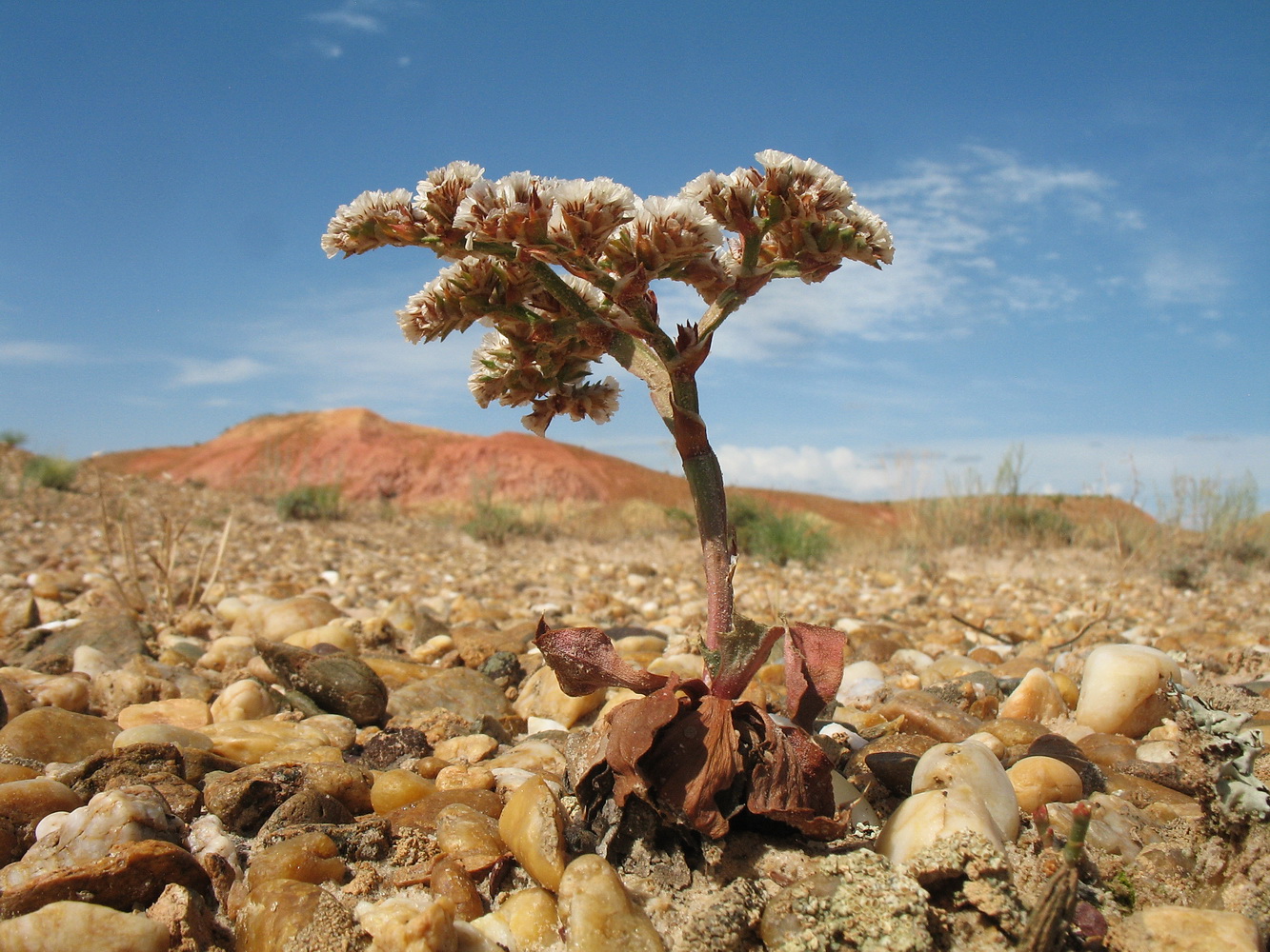 Image of Goniolimon speciosum specimen.