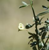 Image of taxon representative. Author is Роланд Цандекидис