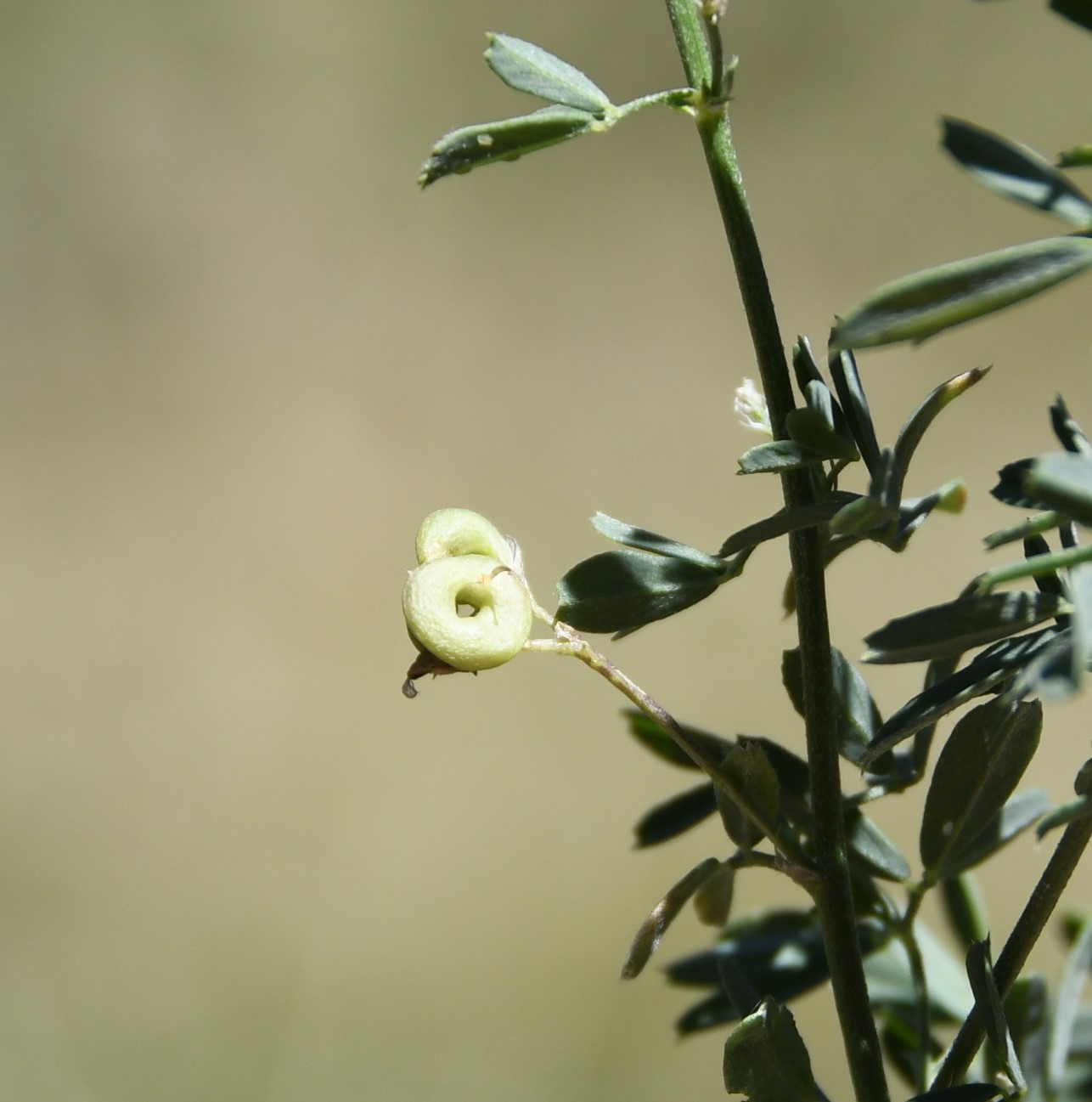 Image of Medicago &times; varia specimen.