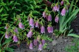 Campanula takesimana