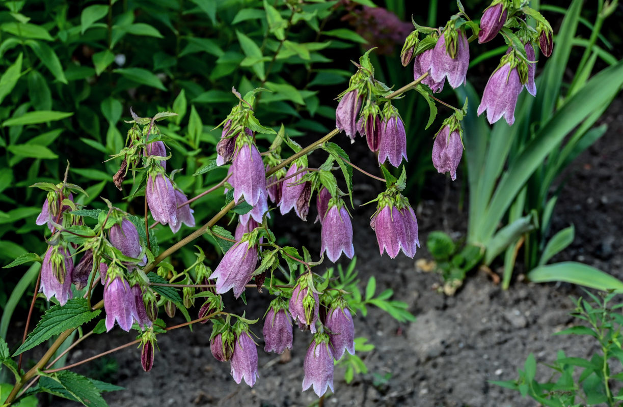 Изображение особи Campanula takesimana.