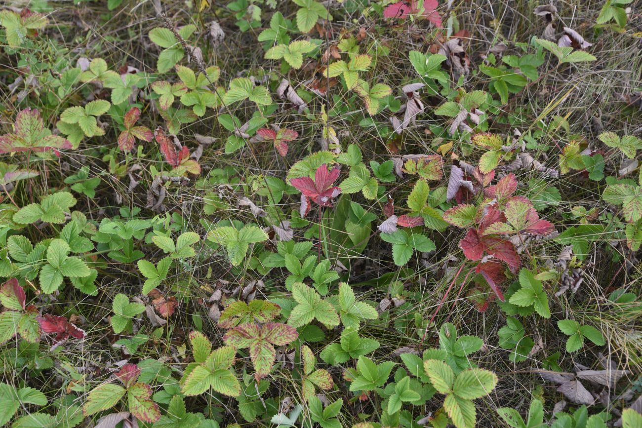 Image of Fragaria vesca specimen.