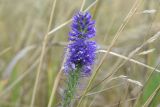 Veronica spicata. Верхушка соцветия. Липецкая обл., Данковский р-н, 150 м от Камня Кудеяра, правый берег р. Дон, степь. 2 августа 2024 г.