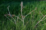 Xanthium orientale. Прошлогодние сухие растения с соплодиями. Брянская обл., г. Брянск, долина р. Десна, пойменная терраса. 02.05.2024.