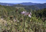 Saponaria officinalis. Верхушки цветущих и плодоносящих растений. Испания, автономное сообщество Каталония, провинция Жирона, комарка Рипольес, муниципалитет Мольо, окр. перевала Коль-де-Арес (1513 м н.у.м), склон северной экспозиции, обочина дороги. 15.09.2024.