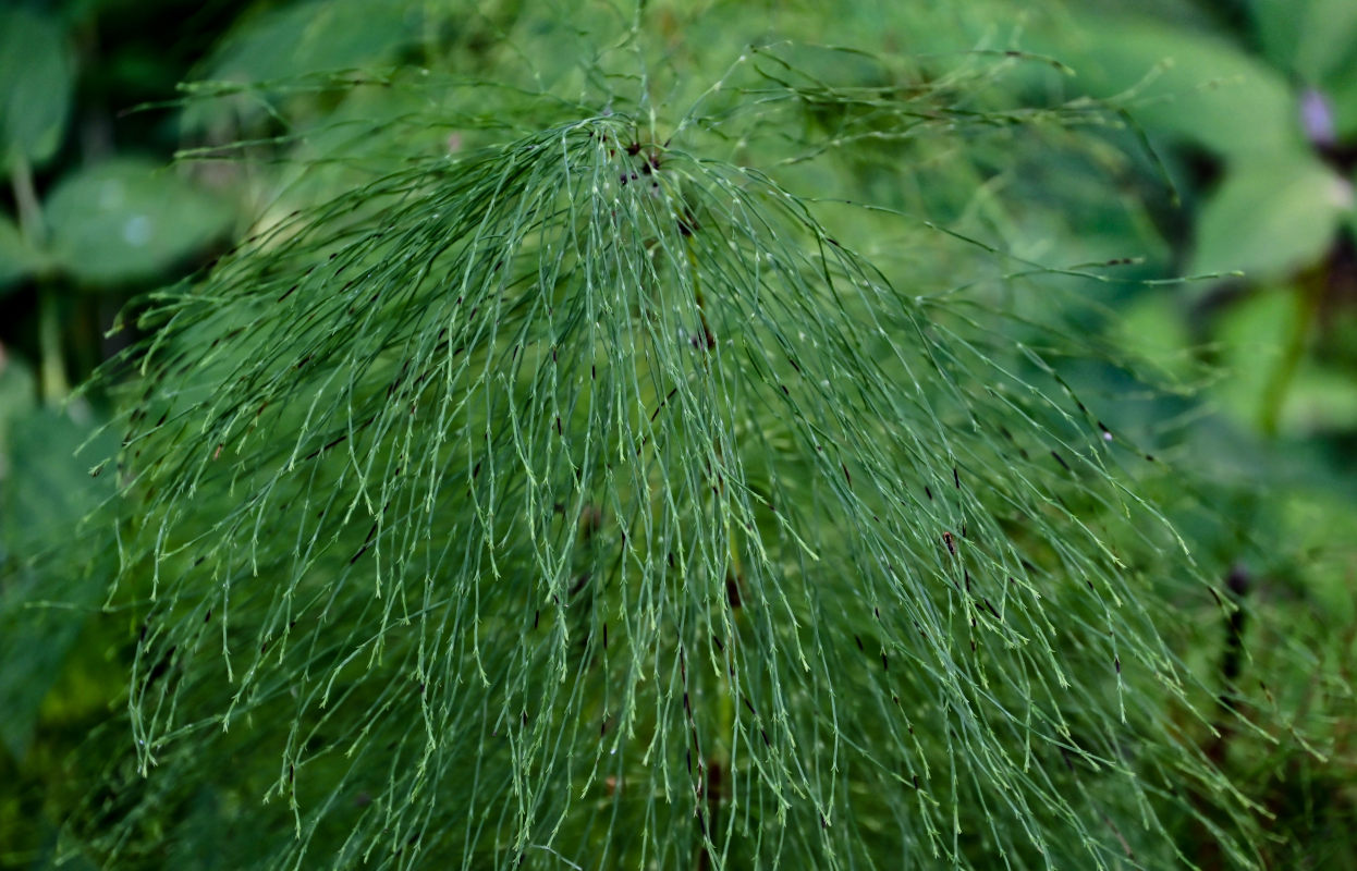 Image of Equisetum sylvaticum specimen.