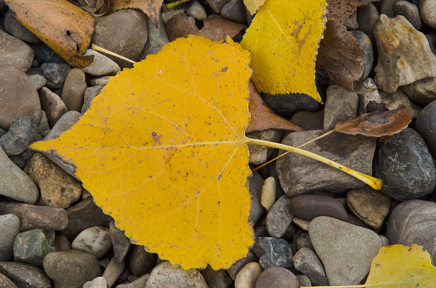 Image of Populus nigra specimen.