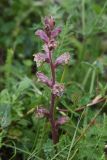 Orobanche owerinii