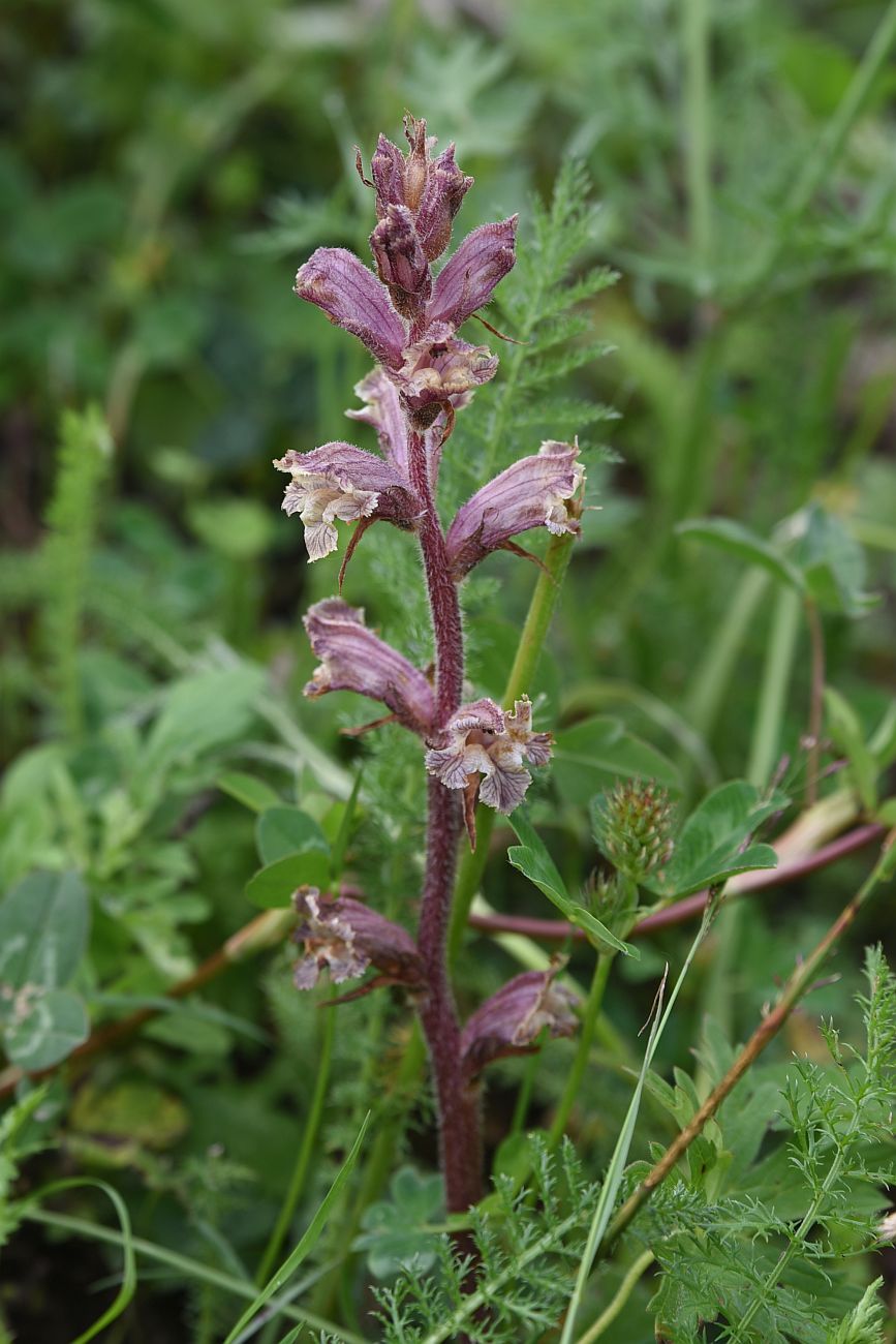 Изображение особи Orobanche owerinii.