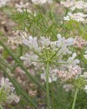 Coriandrum sativum. Верхушка побега с соцветием. Кабардино-Балкария, Черекский р-н, окр. с/п Верхняя Балкария, левый борт долины р. Хашхасу, ≈ 2100 м н.у.м., мелкощебнистая осыпь из ожелезнённого песчаника. 31.07.2024.