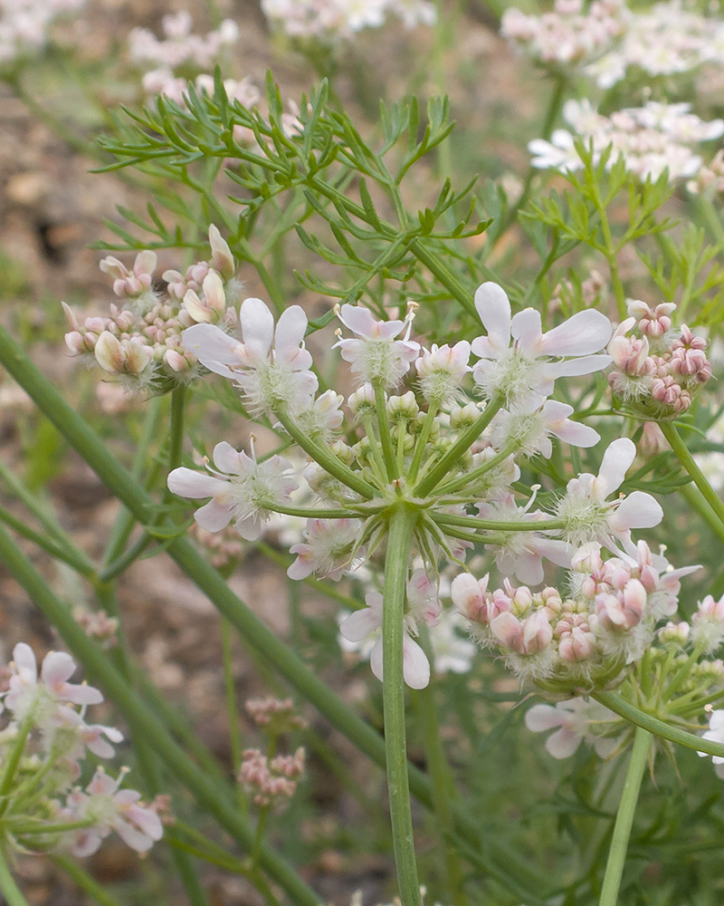 Изображение особи Coriandrum sativum.