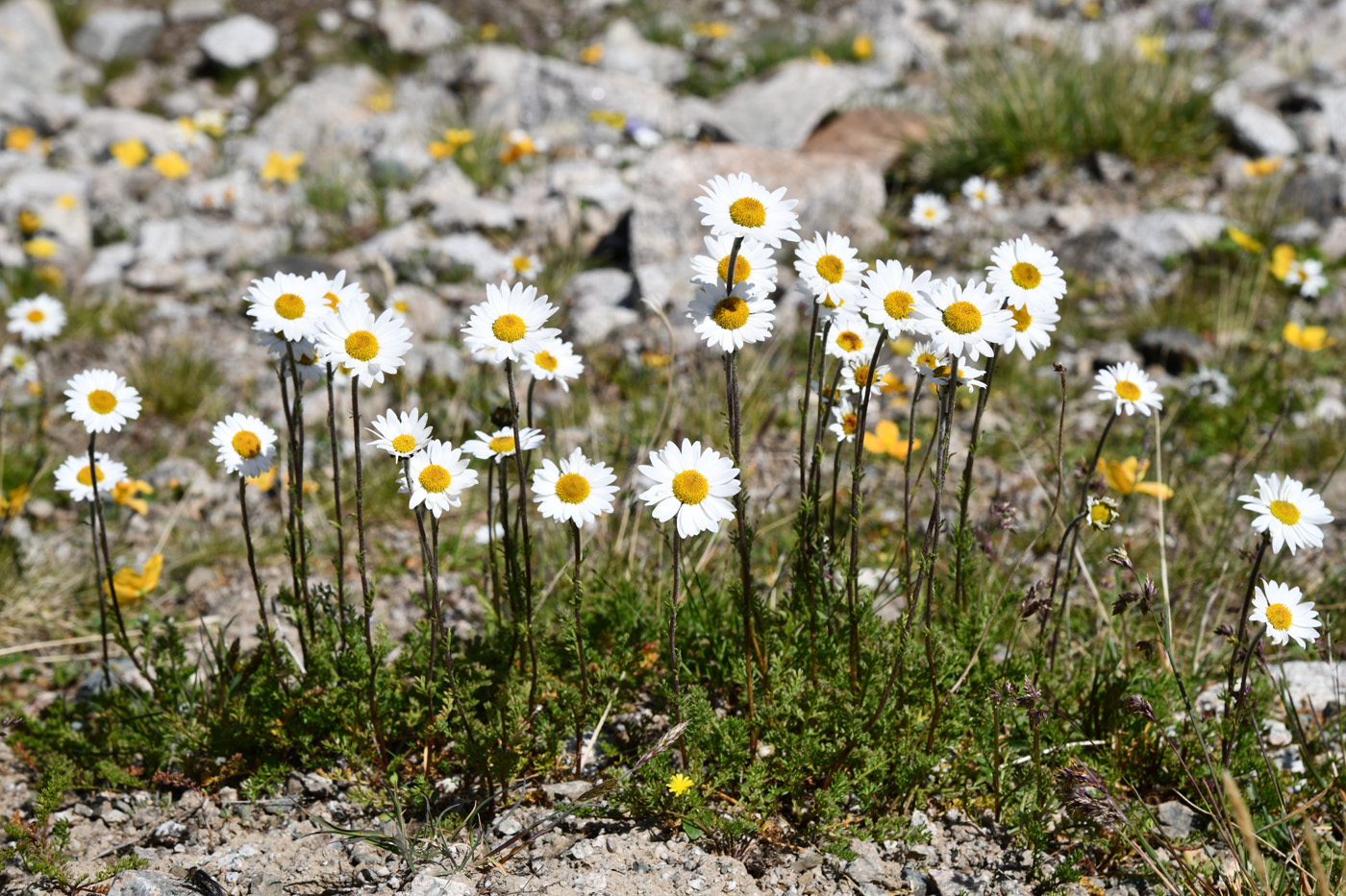 Image of Pyrethrum karelinii specimen.