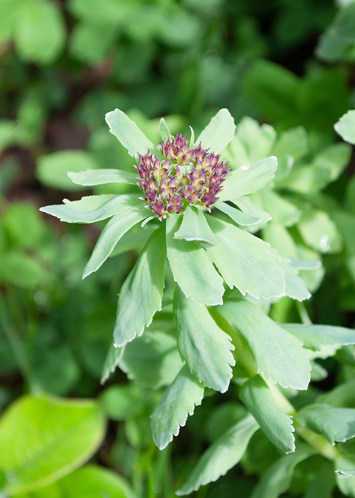 Изображение особи Rhodiola integrifolia.