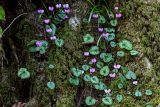 Cyclamen coum