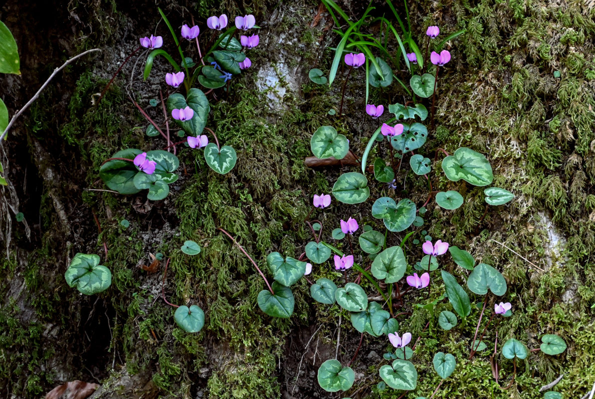 Image of Cyclamen coum specimen.