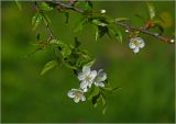 View full-size image Cerasus avium
