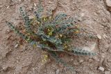 View full-size image genus Astragalus
