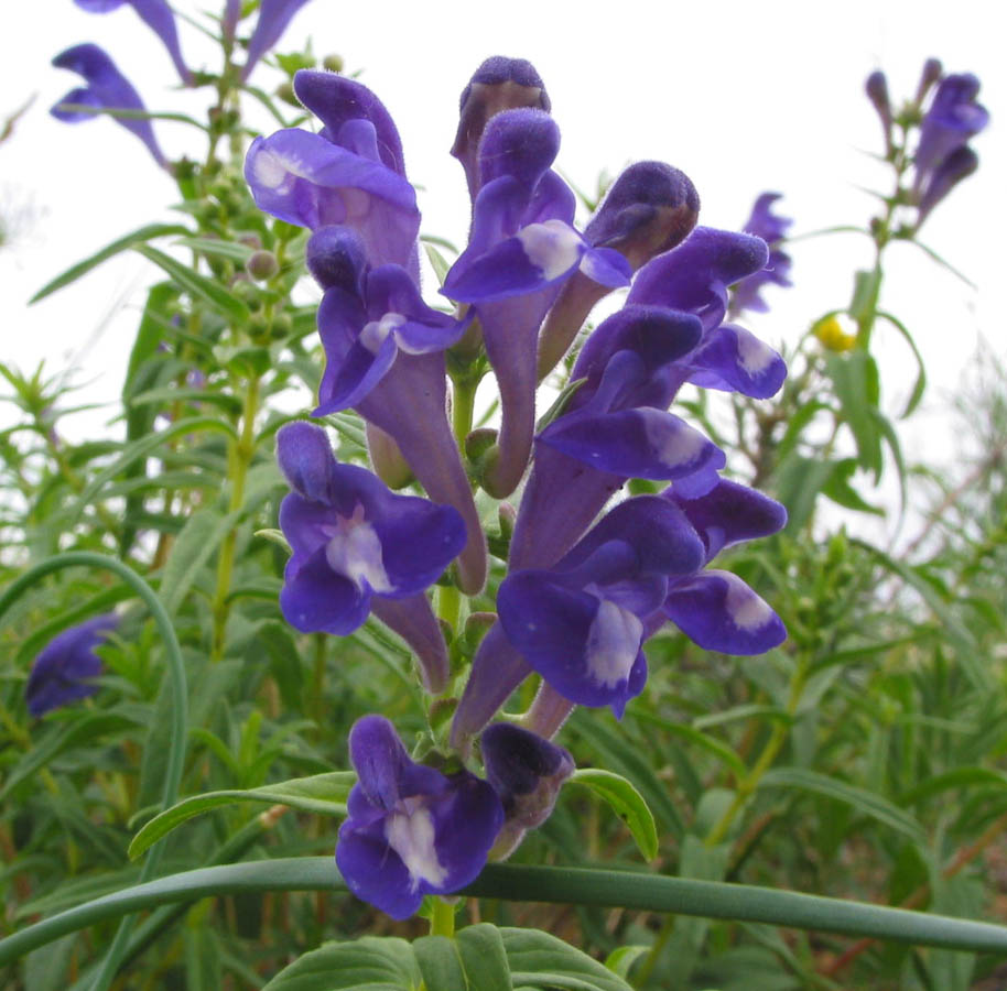 Image of Scutellaria baicalensis specimen.