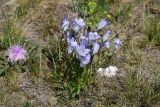 View full-size image Campanula ciliata