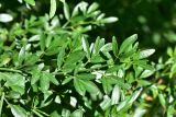 View full-size image Jasminum fruticans