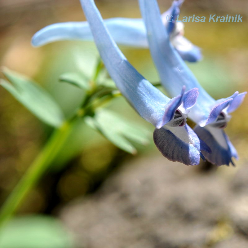 Изображение особи Corydalis ornata.